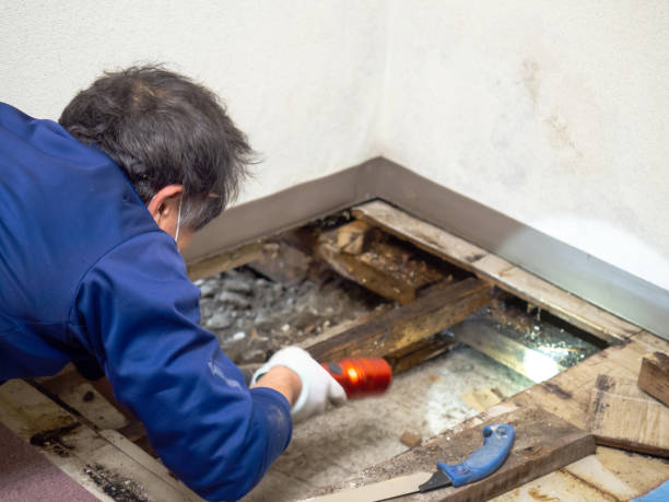 Best DIY Mold Remediation Support Services in Mountain City, GA