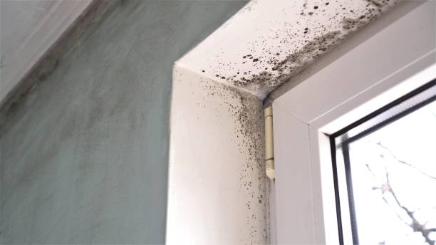Best Residential Mold Remediation in Mountain City, GA
