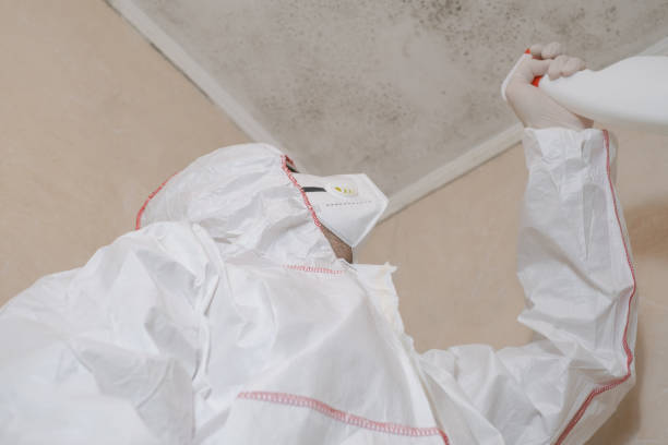 Best Residential Mold Remediation in Mountain City, GA