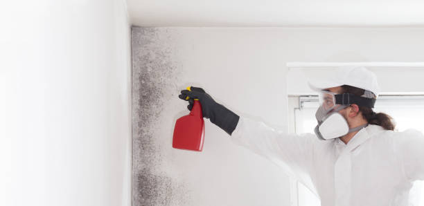 Reliable Mountain City, GA Mold Remediation Solutions
