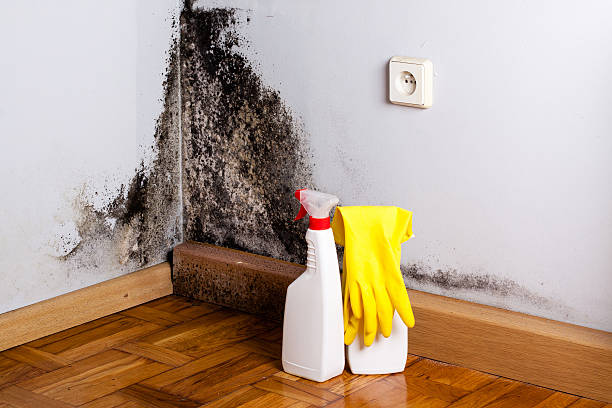 Best Industrial Mold Remediation in Mountain City, GA
