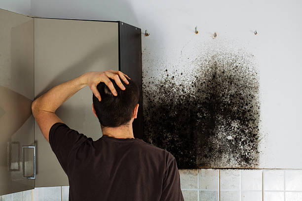 Best Emergency Mold Remediation in Mountain City, GA