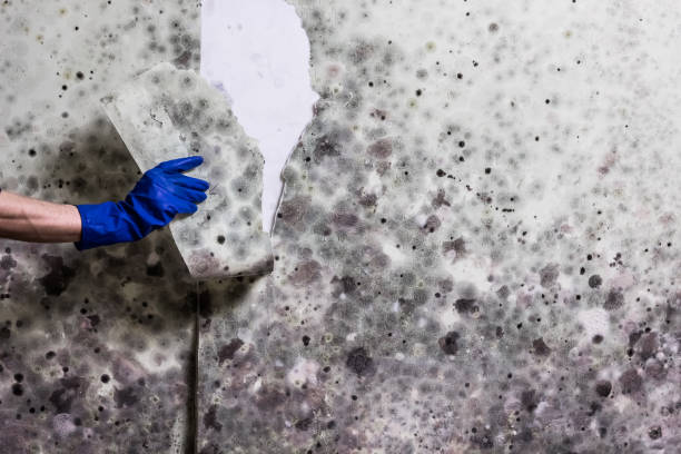 Best HVAC Mold Remediation in Mountain City, GA